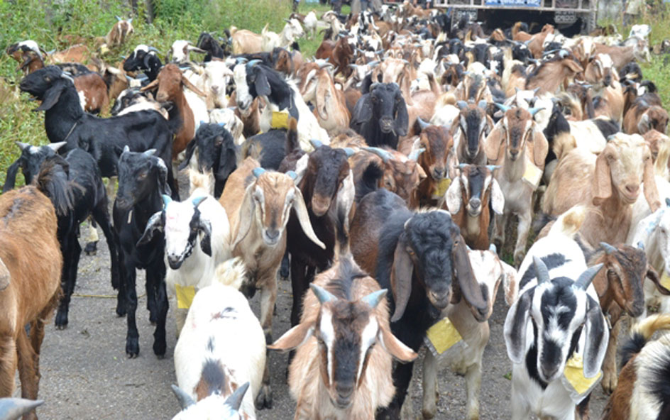 सहारा सहकारीले बेच्यो साढे ६९ लाखको खसीबोका